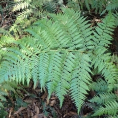 Calochlaena dubia (Rainbow Fern) at Fitzroy Falls, NSW - 4 Mar 2024 by plants