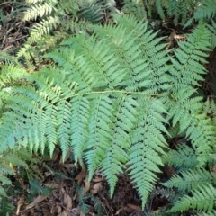 Calochlaena dubia (Rainbow Fern) at Fitzroy Falls, NSW - 3 Mar 2024 by plants