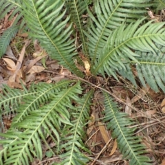 Blechnum neohollandicum (Prickly Rasp Fern) at Morton National Park - 4 Mar 2024 by plants