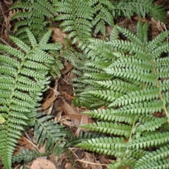 Polystichum australiense (Harsh Shield Fern) at Fitzroy Falls, NSW - 4 Mar 2024 by plants