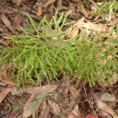 Lycopodium deuterodensum (Bushy Club Moss) at Fitzroy Falls - 3 Mar 2024 by plants