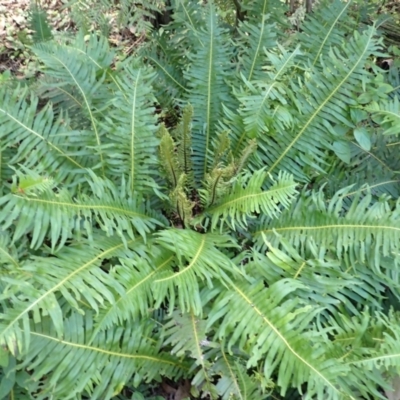 Blechnum nudum (Fishbone Water Fern) at Wingecarribee Local Government Area - 3 Mar 2024 by plants