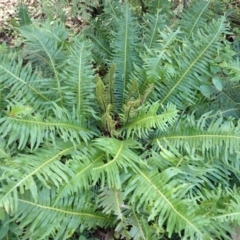 Blechnum nudum (Fishbone Water Fern) at Morton National Park - 3 Mar 2024 by plants