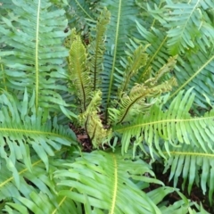 Blechnum nudum at Fitzroy Falls - 4 Mar 2024