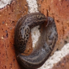 Limax maximus (Leopard Slug, Great Grey Slug) at Braemar, NSW - 1 Mar 2024 by Curiosity