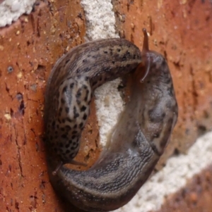 Limax maximus at Wingecarribee Local Government Area - 2 Mar 2024