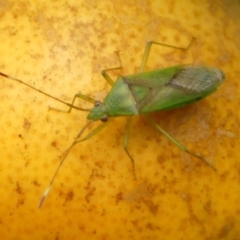 Amblypelta nitida (Fruit-spotting bug) at Braemar, NSW - 1 Mar 2024 by Curiosity