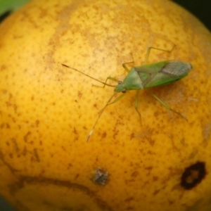 Amblypelta nitida at Wingecarribee Local Government Area - 2 Mar 2024