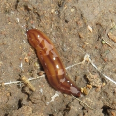 Anzoplana trilineata (A Flatworm) at Flynn, ACT - 28 Feb 2024 by Christine