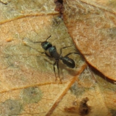 Rhytidoponera metallica (Greenhead ant) at Flynn, ACT - 29 Feb 2024 by Christine