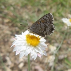 Lucia limbaria (Chequered Copper) at Yarralumla, ACT - 1 Mar 2024 by Christine