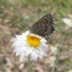 Lucia limbaria (Chequered Copper) at Sth Tablelands Ecosystem Park - 1 Mar 2024 by Christine