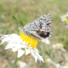 Lucia limbaria at Sth Tablelands Ecosystem Park - 1 Mar 2024