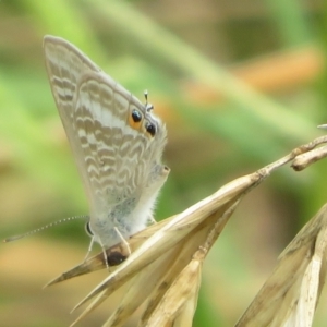 Lampides boeticus at Sth Tablelands Ecosystem Park - 1 Mar 2024