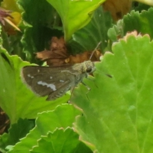 Taractrocera papyria at Sth Tablelands Ecosystem Park - 1 Mar 2024