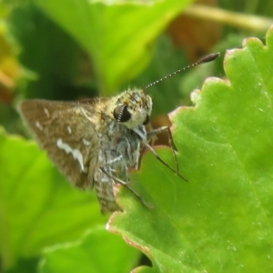 Taractrocera papyria at Sth Tablelands Ecosystem Park - 1 Mar 2024