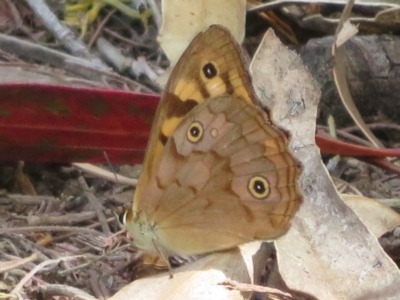 Heteronympha paradelpha (Spotted Brown) at Sth Tablelands Ecosystem Park - 1 Mar 2024 by Christine