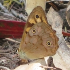 Heteronympha paradelpha (Spotted Brown) at Yarralumla, ACT - 1 Mar 2024 by Christine