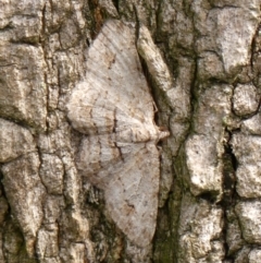 Didymoctenia exsuperata (Thick-lined Bark Moth) at Braemar - 3 Mar 2024 by Curiosity