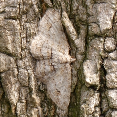 Unidentified Geometer moth (Geometridae) at Braemar, NSW - 3 Mar 2024 by Curiosity