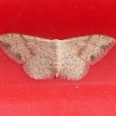 Idaea halmaea (Two-spotted Wave) at Braemar - 4 Mar 2024 by Curiosity