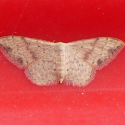 Idaea halmaea (Two-spotted Wave) at Braemar - 4 Mar 2024 by Curiosity