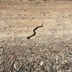 Notechis scutatus (Tiger Snake) at Brindabella, NSW - 4 Mar 2024 by BrianLR