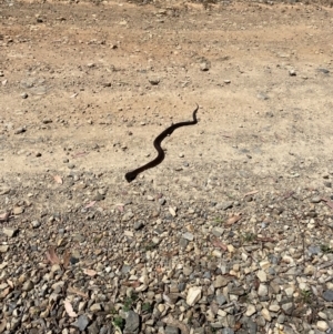 Notechis scutatus at Bimberi Nature Reserve - 5 Mar 2024