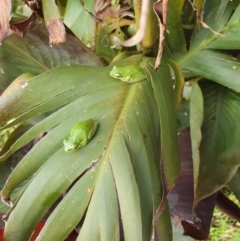 Litoria fallax (Eastern Dwarf Tree Frog) at Berry, NSW - 5 Mar 2024 by Megan123