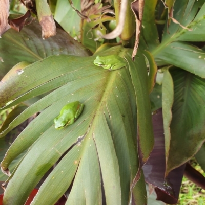 Litoria fallax (Eastern Dwarf Tree Frog) at Berry, NSW - 5 Mar 2024 by Megan123