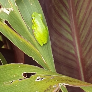 Litoria fallax at Berry, NSW - 5 Mar 2024