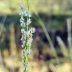 Digitaria brownii (Cotton Panic Grass) at The Pinnacle - 4 Mar 2024 by sangio7