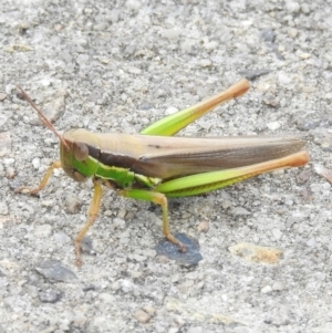 Bermius brachycerus at Wingecarribee Local Government Area - 20 Feb 2024 04:45 PM