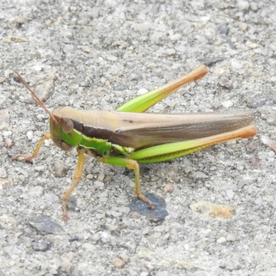 Bermius brachycerus (A grasshopper) at Burradoo, NSW - 20 Feb 2024 by GlossyGal