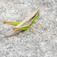 Bermius brachycerus at Wingecarribee Local Government Area - 20 Feb 2024 04:45 PM