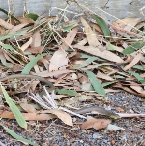 Delma inornata at Benalla, VIC - 5 Mar 2024 10:35 AM