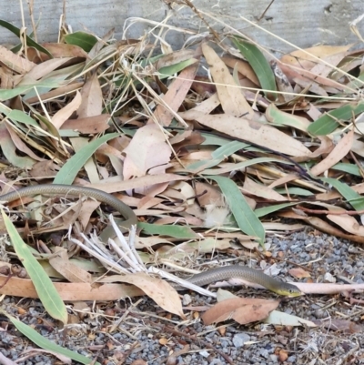 Delma inornata (Olive Legless-lizard) at Benalla, VIC - 5 Mar 2024 by TomB