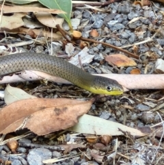 Delma inornata at Benalla, VIC - 5 Mar 2024 10:35 AM