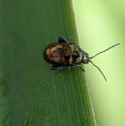 Unverified Beetle (Coleoptera) at Thornlands, QLD - 15 Oct 2023 by Nicks