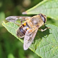 Eristalis tenax (Drone fly) at QPRC LGA - 5 Mar 2024 by MatthewFrawley