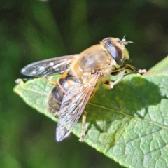 Eristalis tenax at QPRC LGA - 5 Mar 2024 11:58 AM