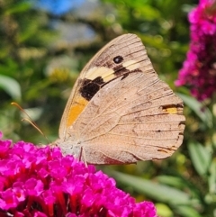 Heteronympha merope (Common Brown Butterfly) at Braidwood, NSW - 5 Mar 2024 by MatthewFrawley