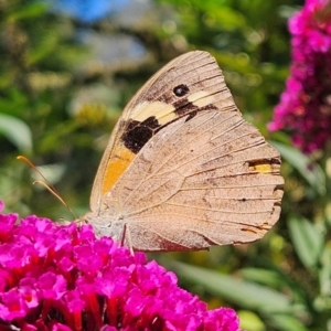 Heteronympha merope at QPRC LGA - 5 Mar 2024