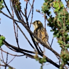 Cisticola exilis (Golden-headed Cisticola) at Lake Ginninderra - 5 Mar 2024 by Thurstan