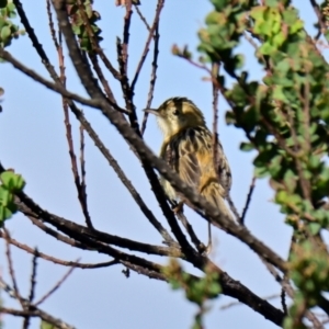 Cisticola exilis at Lake Ginninderra - 5 Mar 2024