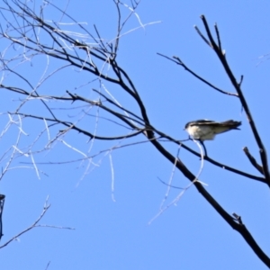 Petrochelidon nigricans at Lake Ginninderra - 5 Mar 2024