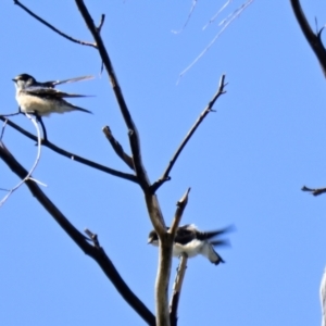 Petrochelidon nigricans at Lake Ginninderra - 5 Mar 2024