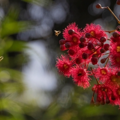 Apis mellifera (European honey bee) at ANBG - 4 Mar 2024 by ReeniRooMartinez