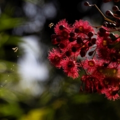 Apis mellifera at ANBG - 4 Mar 2024 09:10 AM