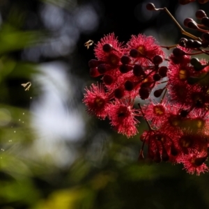 Apis mellifera at ANBG - 4 Mar 2024